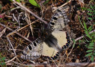 Yalanc Apollo (Archon apollinus)