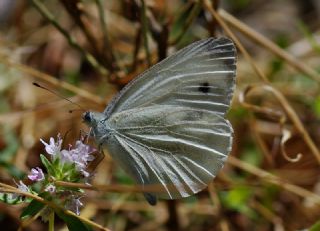 Yalanc Beyazmelek (Pieris pseudorapae)