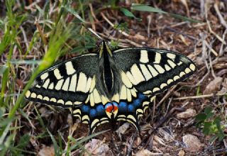 Krlangkuyruk (Papilio machaon)