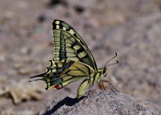 Krlangkuyruk (Papilio machaon)