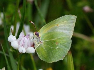 Kleopatra (Gonepteryx cleopatra)