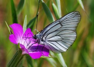 Al Beyaz (Aporia crataegi)