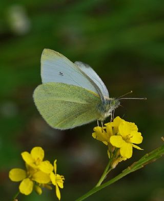 Kk Beyazmelek (Pieris rapae)