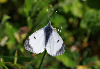 Turuncu Ssl (Anthocharis cardamines)