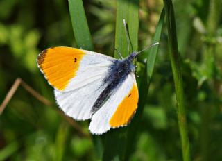 Turuncu Ssl (Anthocharis cardamines)