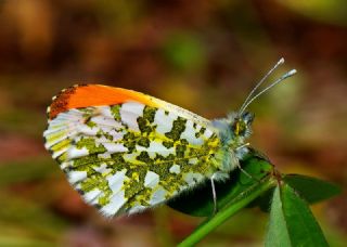 Turuncu Ssl (Anthocharis cardamines)