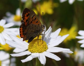 Benekli Bakr Gzeli (Lycaena phlaeas)