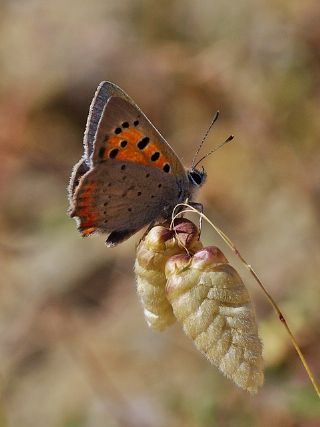 Benekli Bakr Gzeli (Lycaena phlaeas)