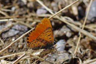 Alev Ategzeli (Lycaena kefersteinii)