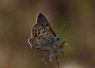 sli Bakr Gzeli (Lycaena tityrus)