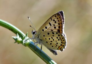 sli Bakr Gzeli (Lycaena tityrus)