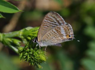 Lampides (Lampides boeticus)