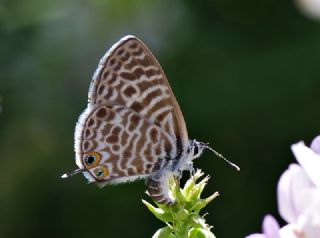 Mavi Zebra (Leptotes pirithous)