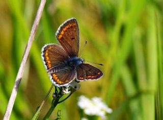 okgzl Esmer (Aricia agestis)