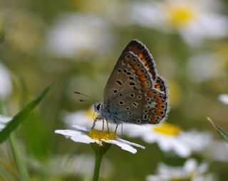 okgzl Mavi (Polyommatus icarus)