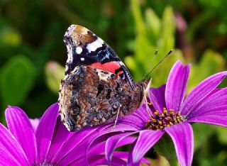 Atalanta (Vanessa atalanta)