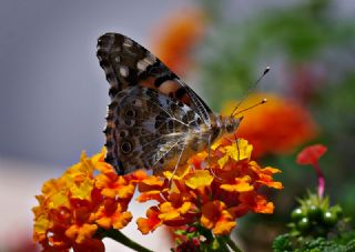 Diken Kelebei (Vanessa cardui)