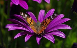 Diken Kelebei (Vanessa cardui)