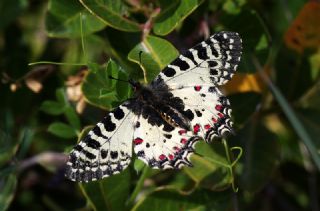 Orman Fistosu (Allancastria  cerisyi)