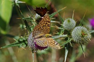 Bahadr (Argynnis pandora)