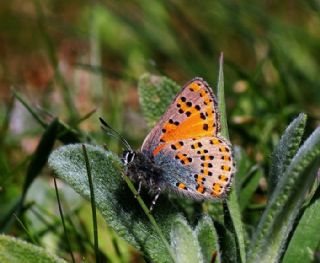 Akbes Gelincii (Tomares nesimachus)