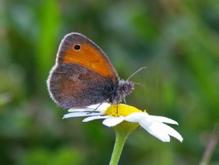 Kk Zpzp Perisi (Coenonympha pamphilus)