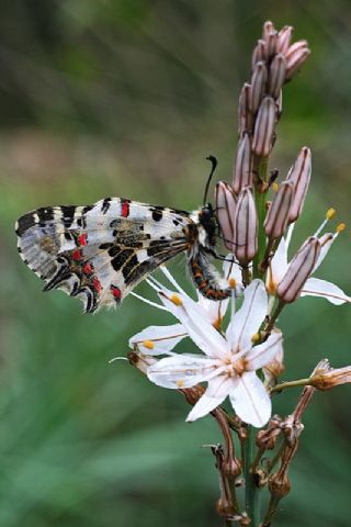 Hatayl parhan (Melitaea collina)