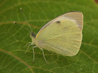 Byk Beyazmelek  (Pieris brassicae)