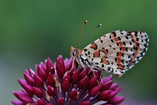 Benekli parhan (Melitaea didyma)