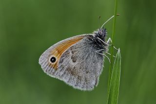 Kk Zpzp Perisi (Coenonympha pamphilus)