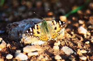 Diken Kelebei (Vanessa cardui)