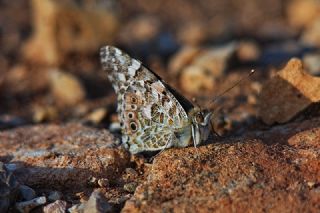 Diken Kelebei (Vanessa cardui)