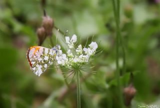 Turuncu Ssl (Anthocharis cardamines)