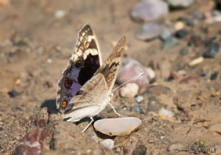 Dicle Gzeli (Junonia orithya)