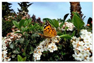 Diken Kelebei (Vanessa cardui)