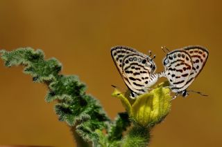 Balkan Kaplan (Tarucus balkanicus)