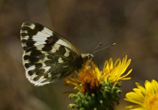 Yeni Beneklimelek (Pontia edusa)