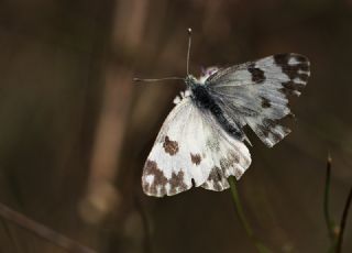 Yeni Beneklimelek (Pontia edusa)