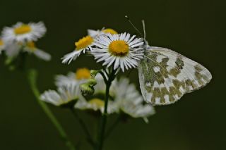 Yeni Beneklimelek (Pontia edusa)