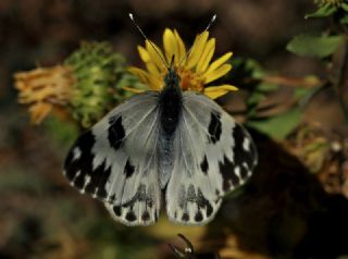 Yeni Beneklimelek (Pontia edusa)