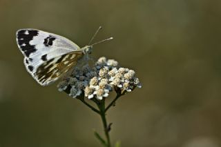 Yeni Beneklimelek (Pontia edusa)