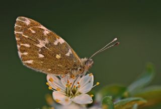 Yeni Beneklimelek (Pontia edusa)