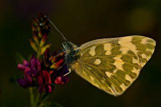 Yeni Beneklimelek (Pontia edusa)