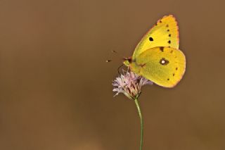 Sar Azamet (Colias croceus)