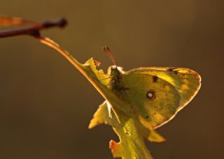 Sar Azamet (Colias croceus)