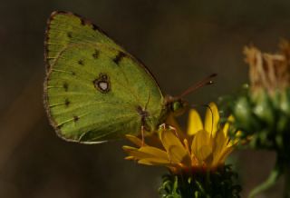 Sar Azamet (Colias croceus)