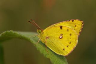 Sar Azamet (Colias croceus)