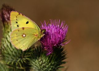 Sar Azamet (Colias croceus)