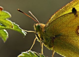 Sar Azamet (Colias croceus)