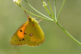 Sar Azamet (Colias croceus)